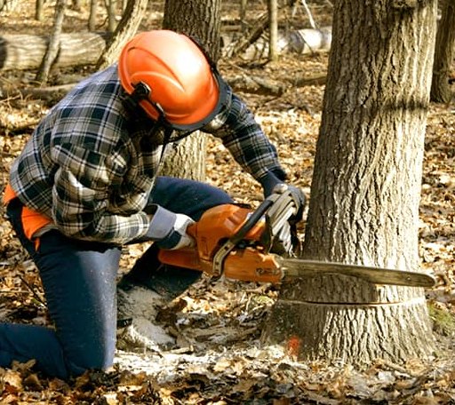 Tree Removal in Orr, MN